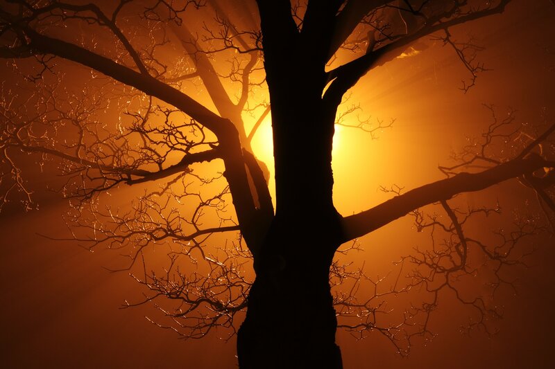 Silhouette of Bare Tree — Orange, Dramatic, Sunset, Photograph, Sunlight