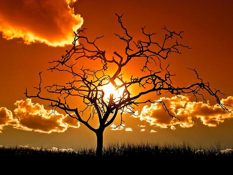 Silhouette of Bare Tree — Orange, Dramatic, Sunset, Photograph
