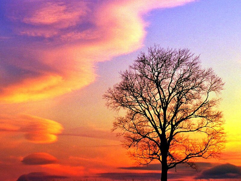 Silhouette of Bare Tree — Orange, Dramatic