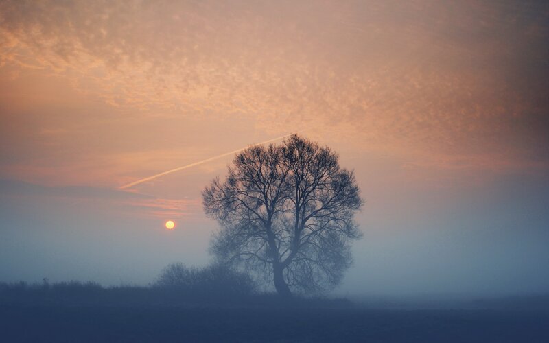 Silhouette of Bare Tree — Orange, Serene, Sunrise