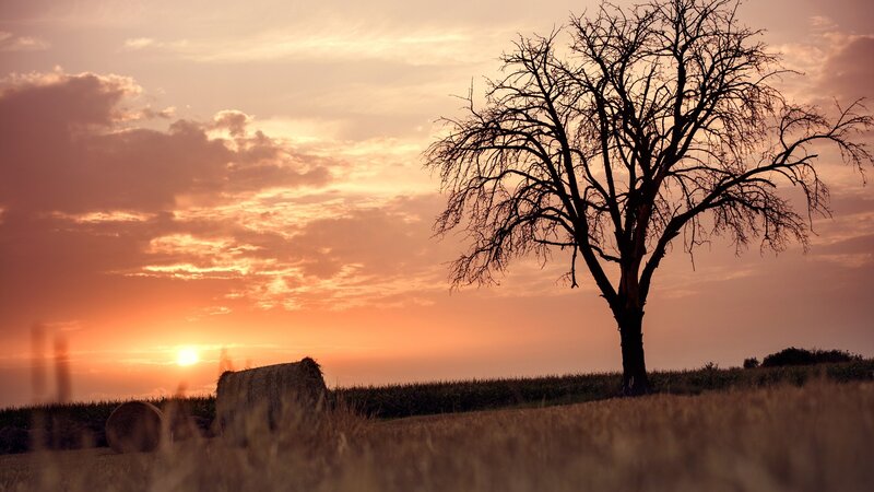 Silhouette of Bare Tree — Orange, Serene, Sunset, Photograph, Hay Bales
