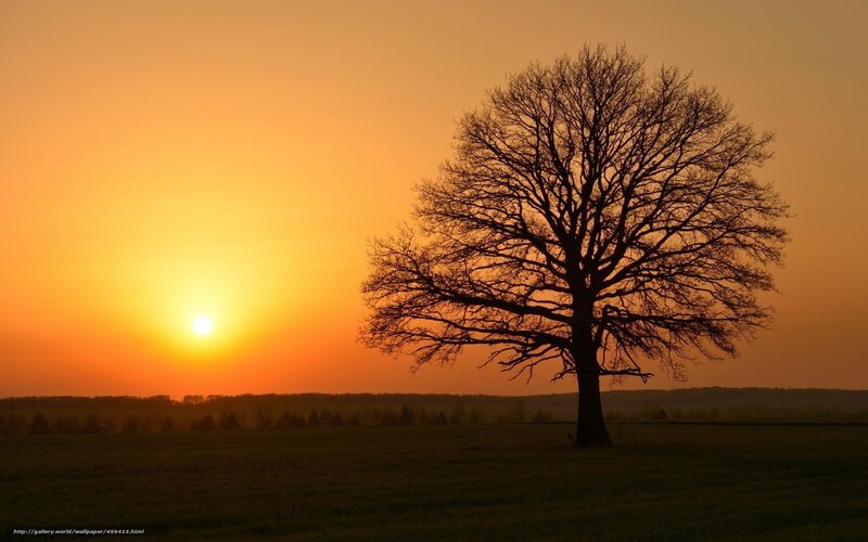 Silhouette of Bare Tree — Orange, Serene, Sunset, Photograph, Sun, Field, Sky