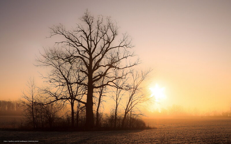 Silhouette of Bare Tree — Orange, Serene, Sunset, Photograph, Sun, Field