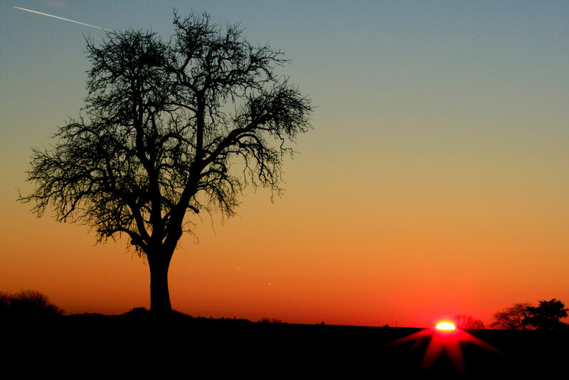Silhouette of Bare Tree — Orange, Serene, Sunset, Photograph, Sun, Sky