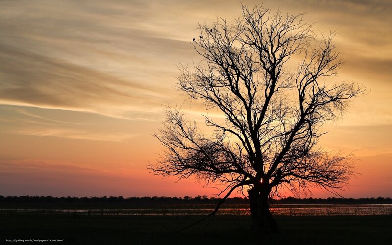Silhouette of Bare Tree — Orange, Serene