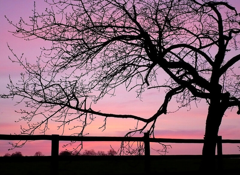 Silhouette of Bare Tree — Pink