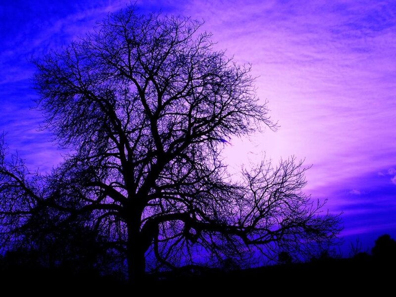 Silhouette of Bare Tree — Purple, Dramatic, Night, Photograph