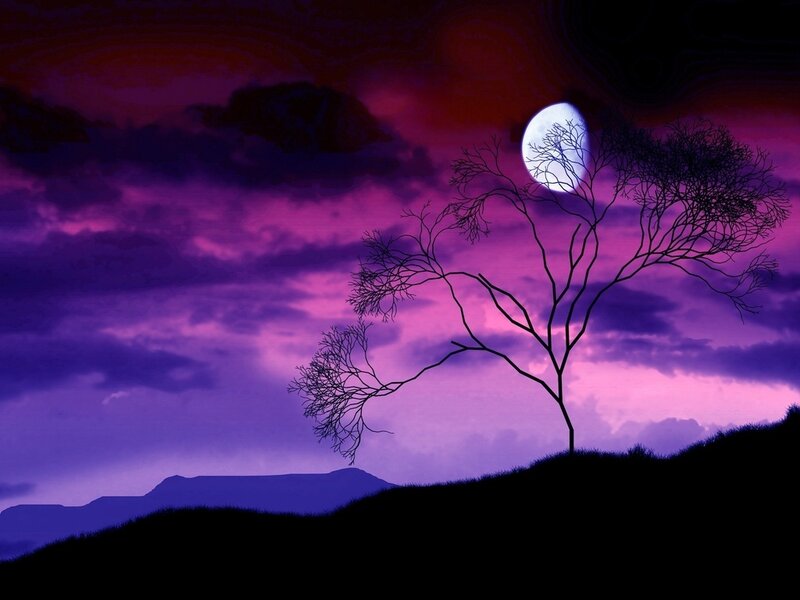 Silhouette of Bare Tree — Purple, Dramatic, Night