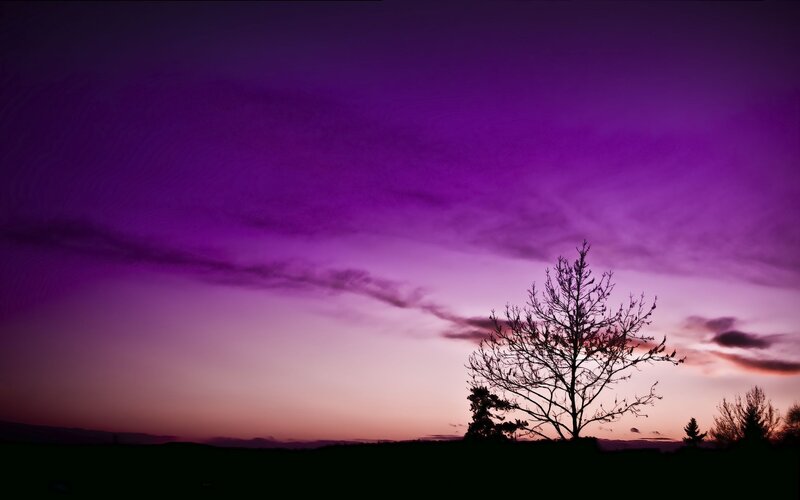 Silhouette of Bare Tree — Purple, Dramatic, Sunset, Photograph, Sky, Clouds