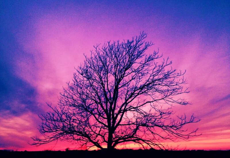 Silhouette of Bare Tree — Purple, Dramatic, Sunset, Photograph, Sky