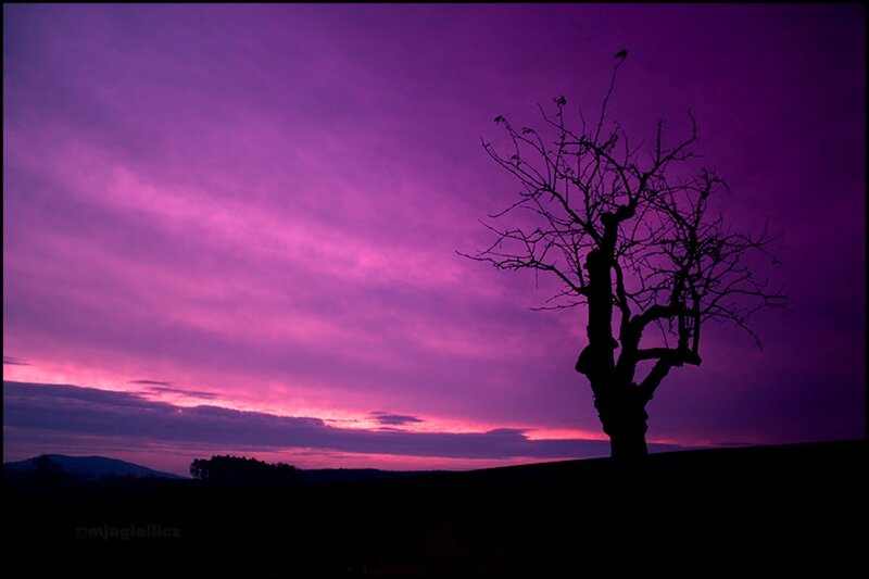 Silhouette of Bare Tree — Purple, Dramatic, Sunset, Photograph