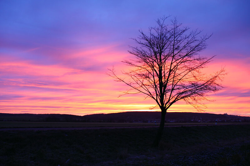 Silhouette of Bare Tree — Purple, Dramatic, Sunset