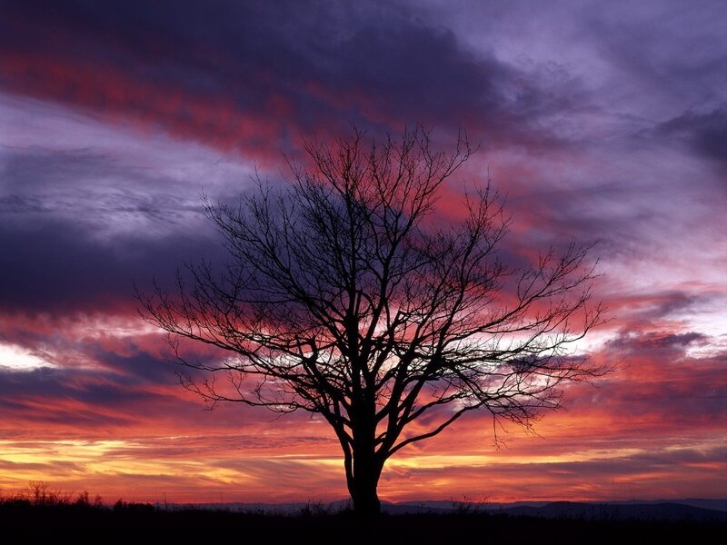 Silhouette of Bare Tree — Purple, Dramatic