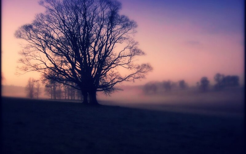 Silhouette of Bare Tree — Purple, Serene
