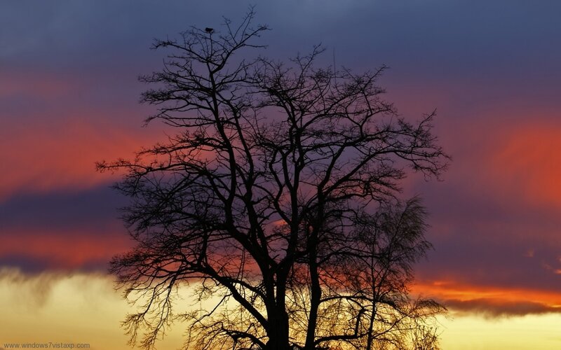 Silhouette of Bare Tree — Purple