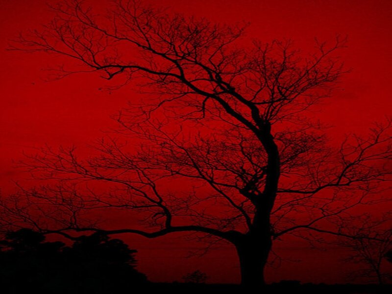 Silhouette of Bare Tree — Red, Dramatic, Sunset, Photograph, Sky, Branches