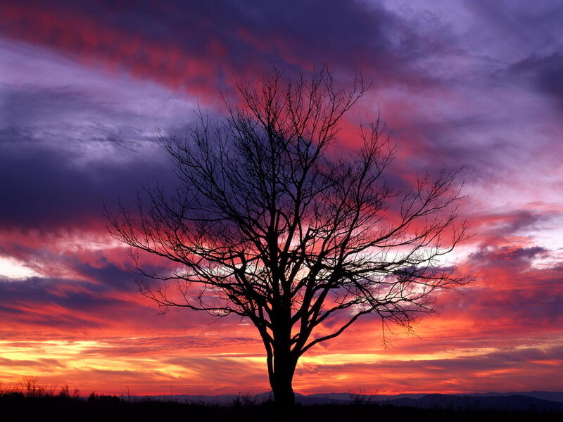 Silhouette of Bare Tree — Red, Dramatic, Sunset, Photograph, Sky, Clouds