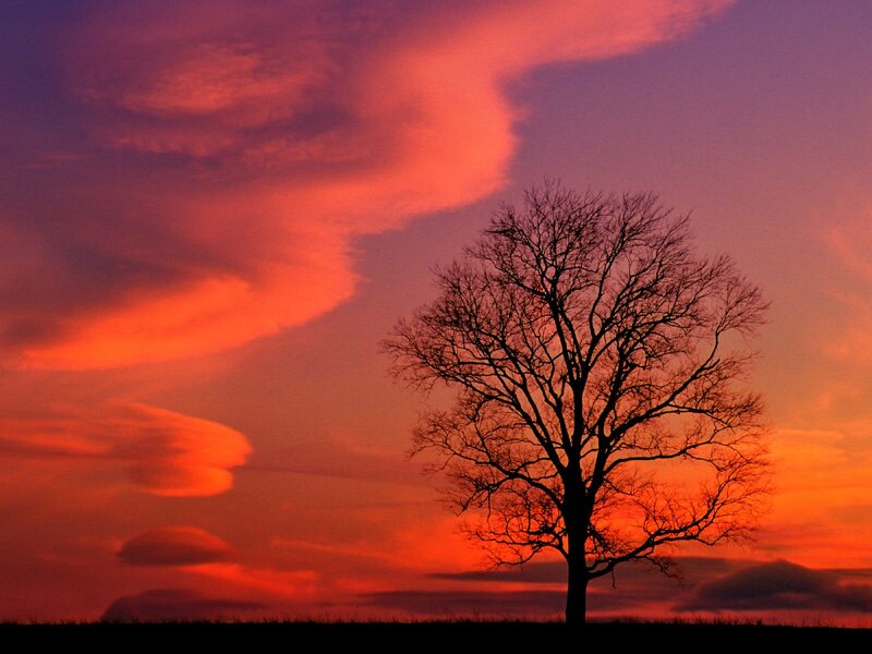 Silhouette of Bare Tree — Red, Dramatic, Sunset, Photograph, Sky