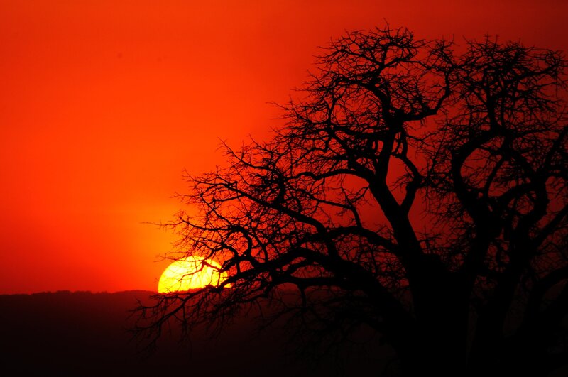 Silhouette of Bare Tree — Red, Dramatic, Sunset, Photograph, Sun, Sky