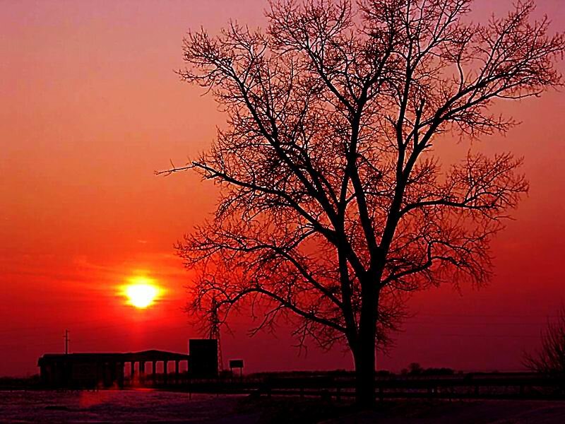 Silhouette of Bare Tree — Red, Dramatic, Sunset, Photograph, Sun