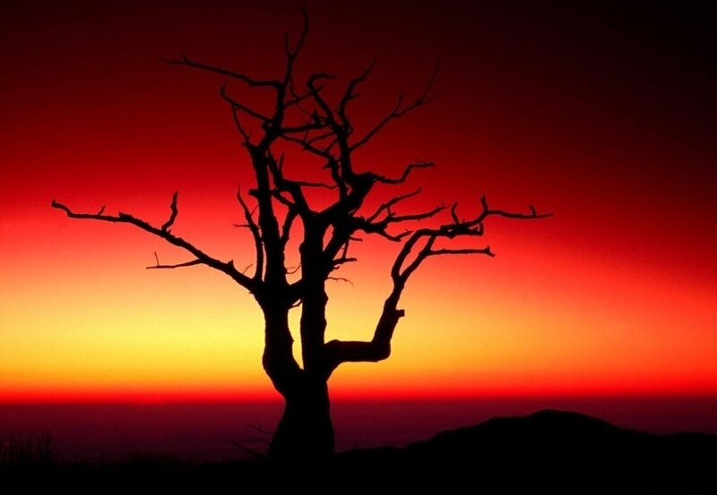Silhouette of Bare Tree — Red, Dramatic, Sunset