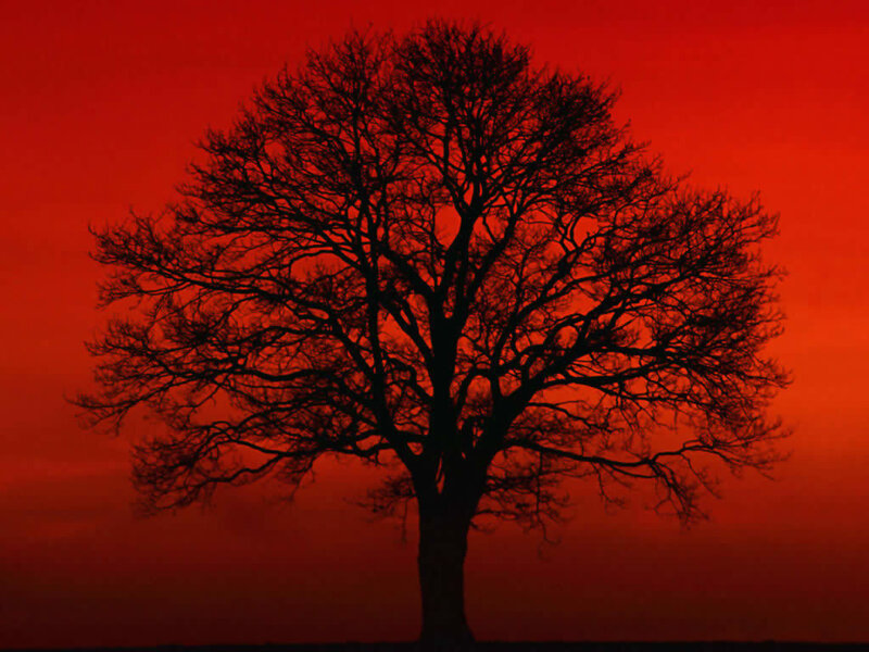 Silhouette of Bare Tree — Red, Dramatic