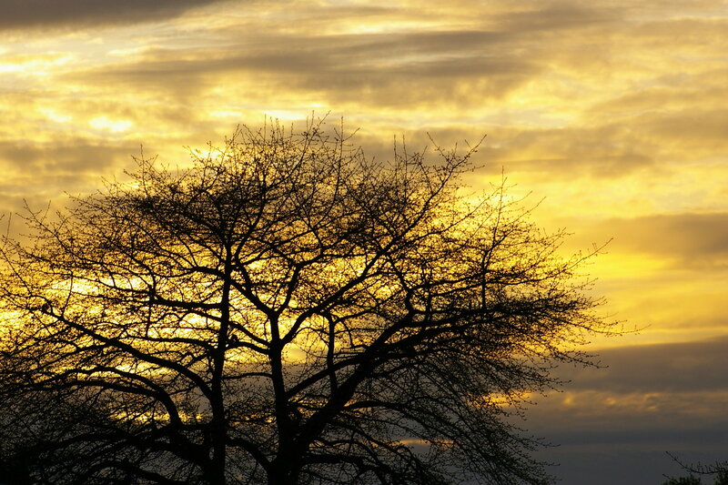 Silhouette of Bare Tree — Yellow, Dramatic, Sunset