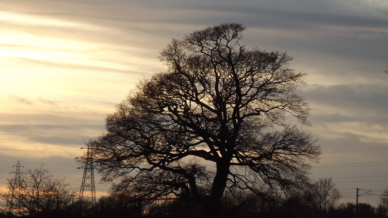 Silhouette of Bare Tree — Yellow, Dramatic