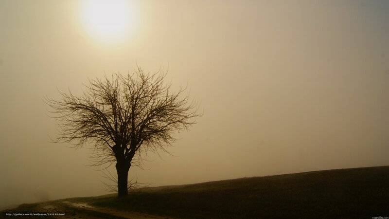 Silhouette of Bare Tree — Yellow, Serene