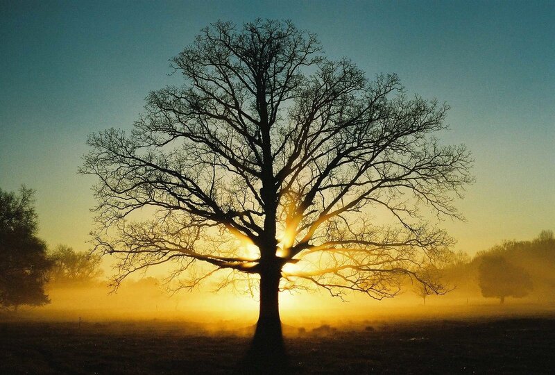 Silhouette of Bare Tree — Yellow