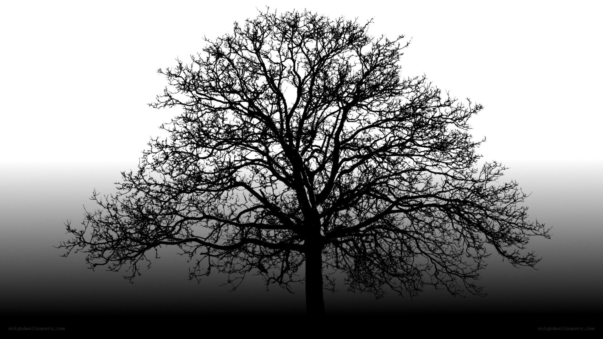 silhouette of bare tree
