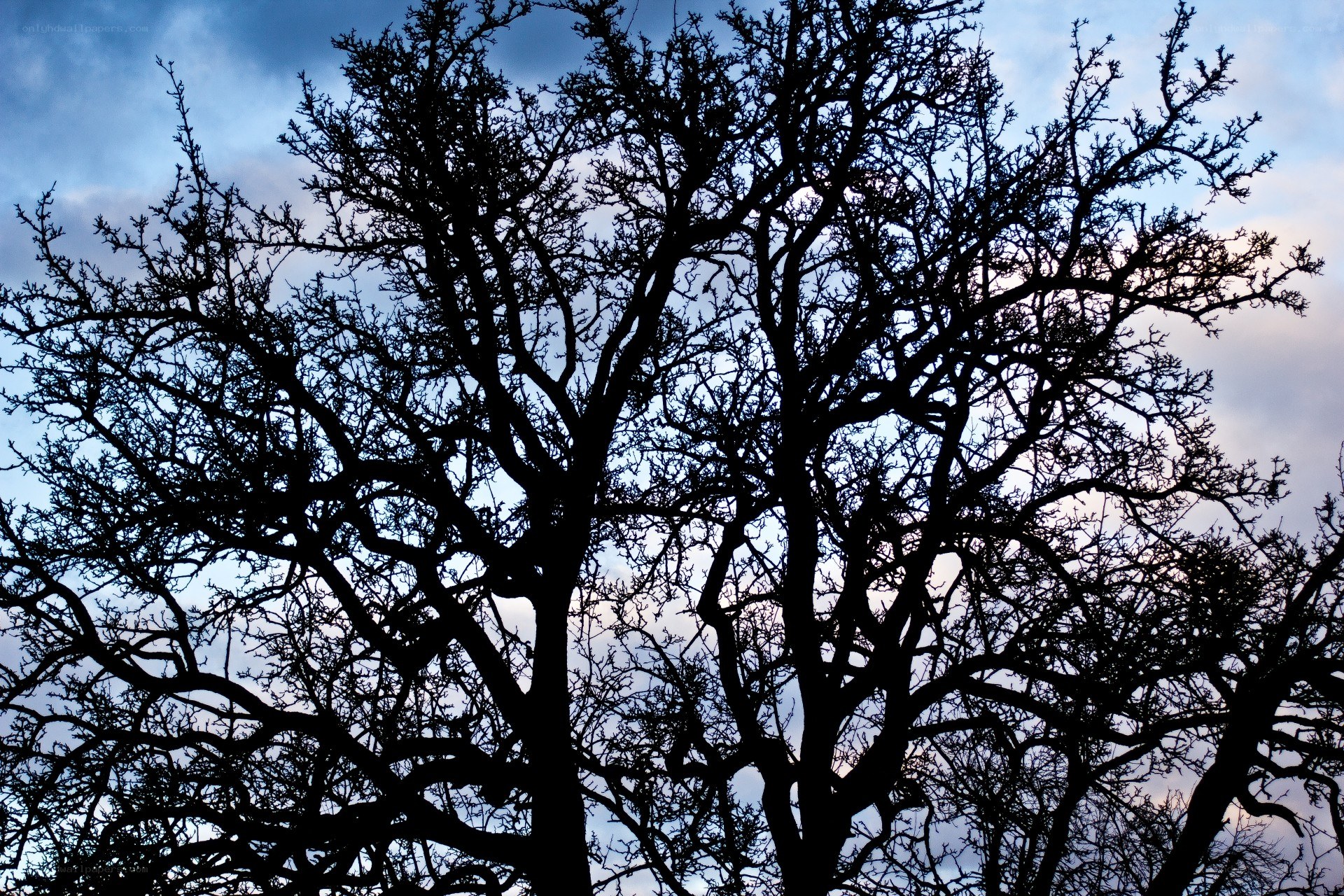 silhouette of bare trees