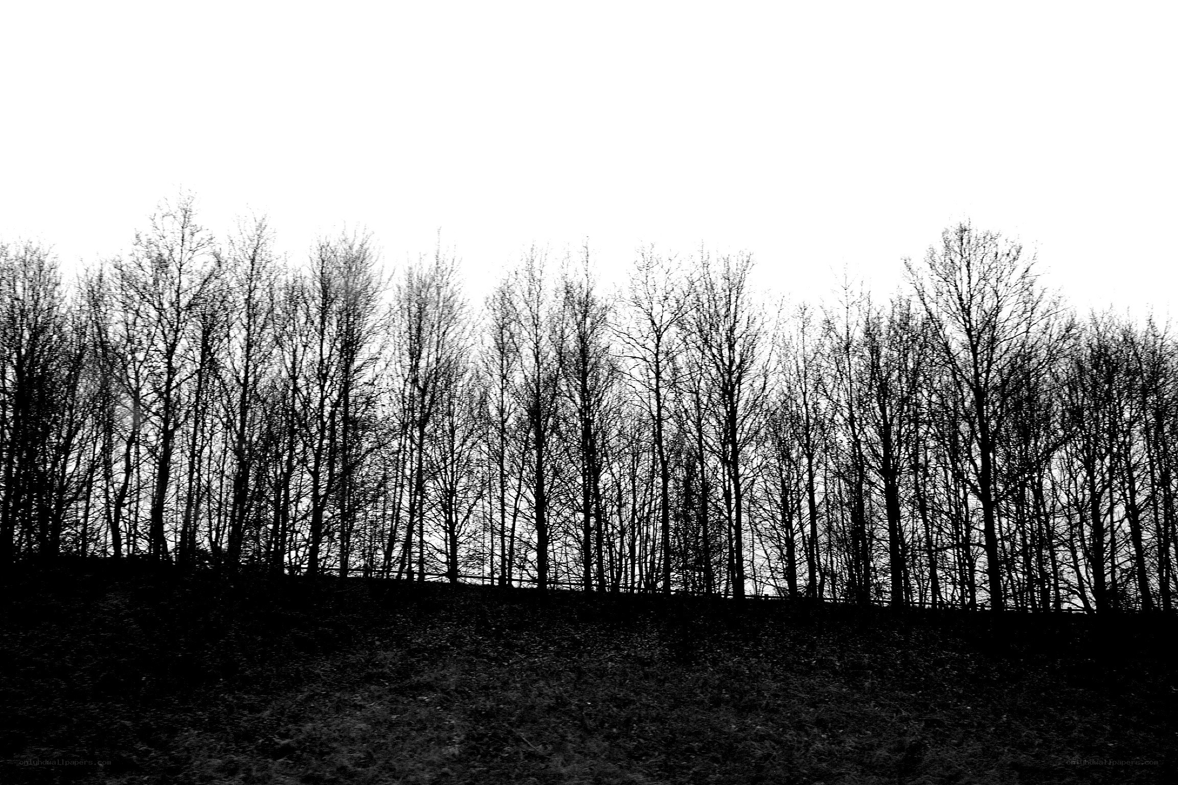 silhouette of bare trees