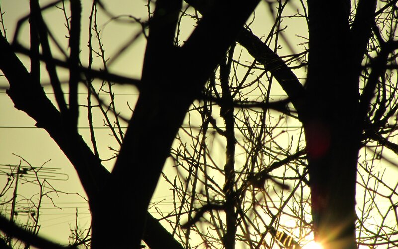 silhouette of bare trees at sunset