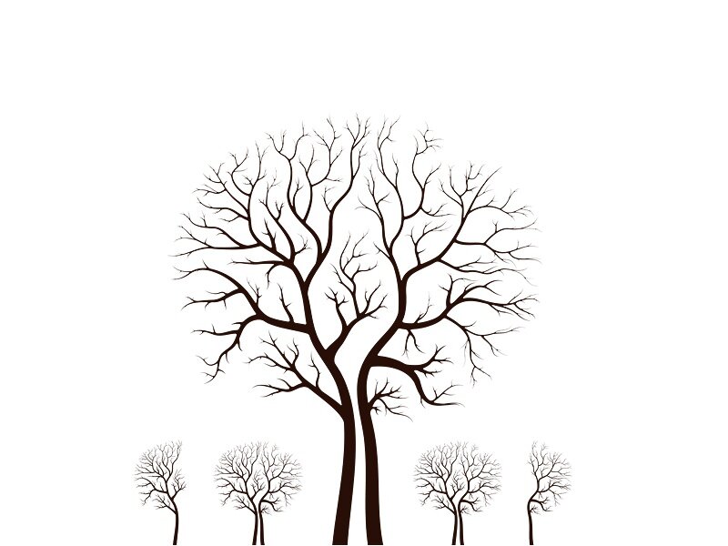 silhouette of bare trees