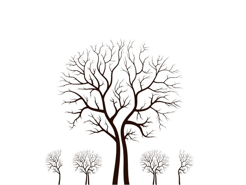 silhouette of bare trees