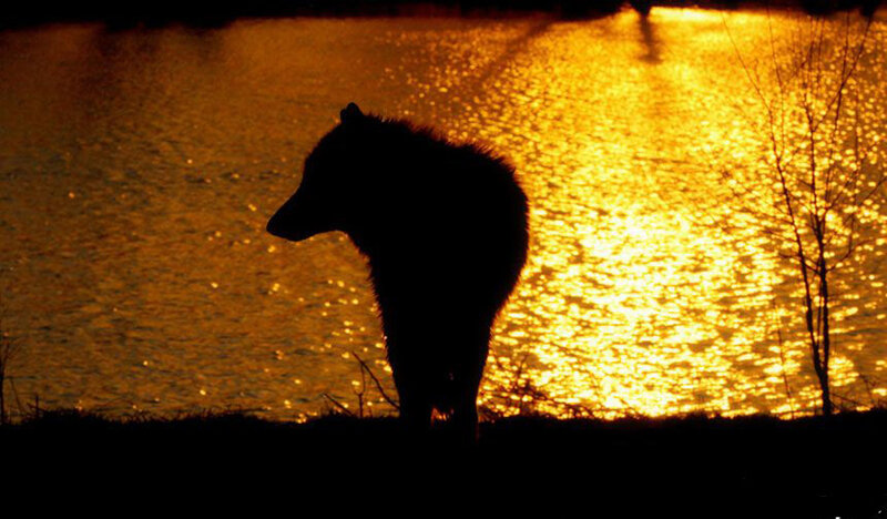 Silhouette of Bear — Gold
