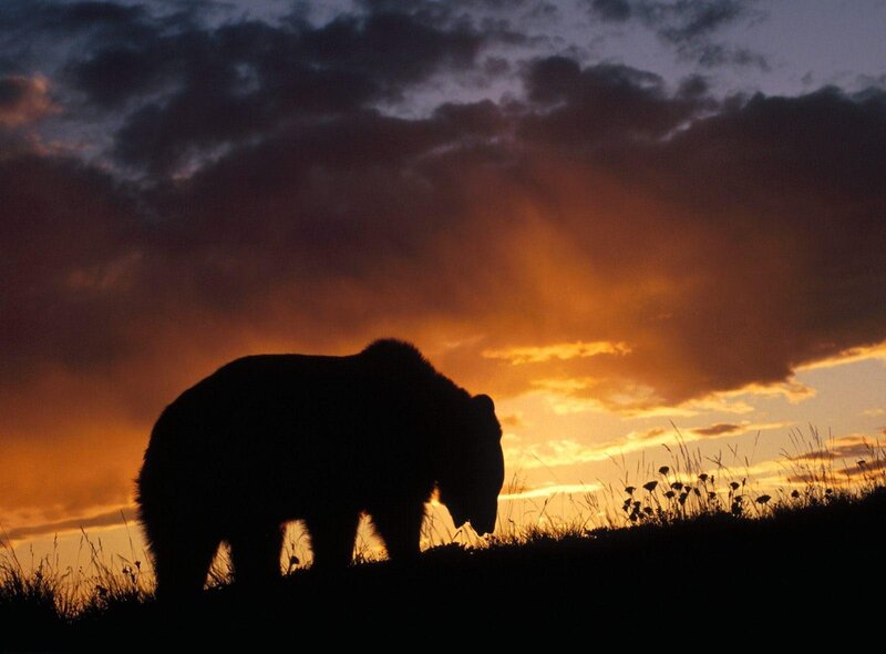 Silhouette of Bear — Orange, Dramatic