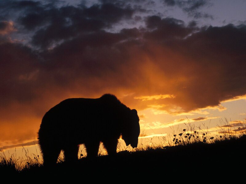 Silhouette of Bear — Orange