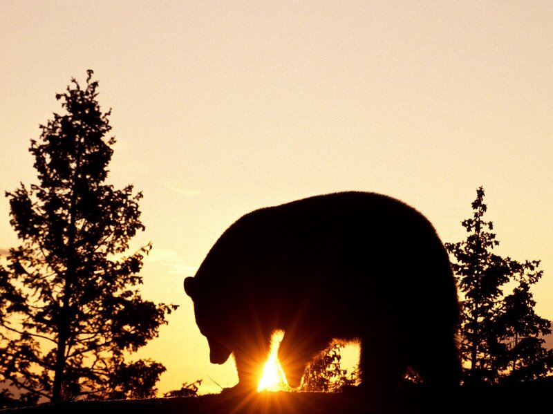Silhouette of Bear