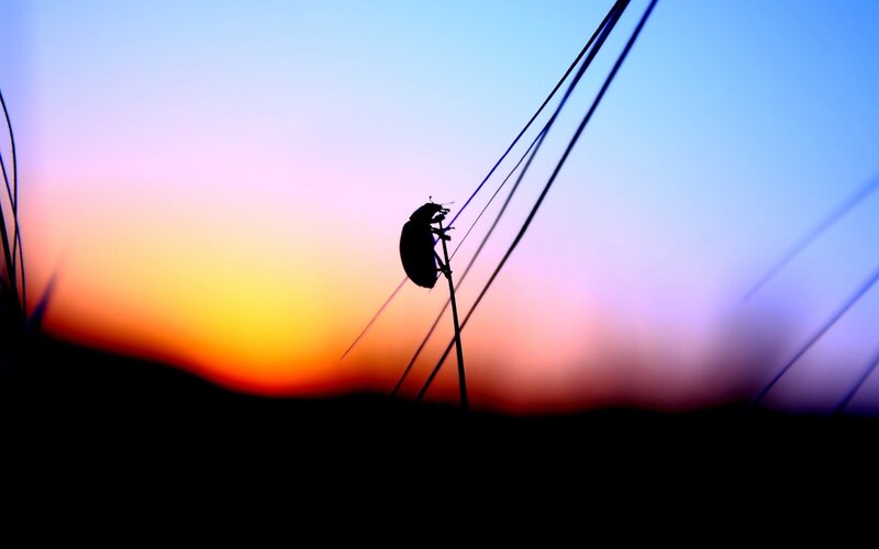 silhouette of beetle at sunset