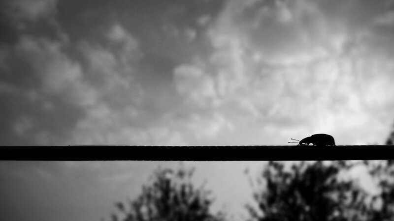silhouette of beetle on wire