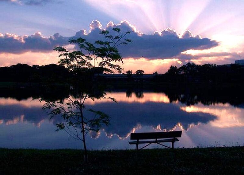 Silhouette of Bench and Tree