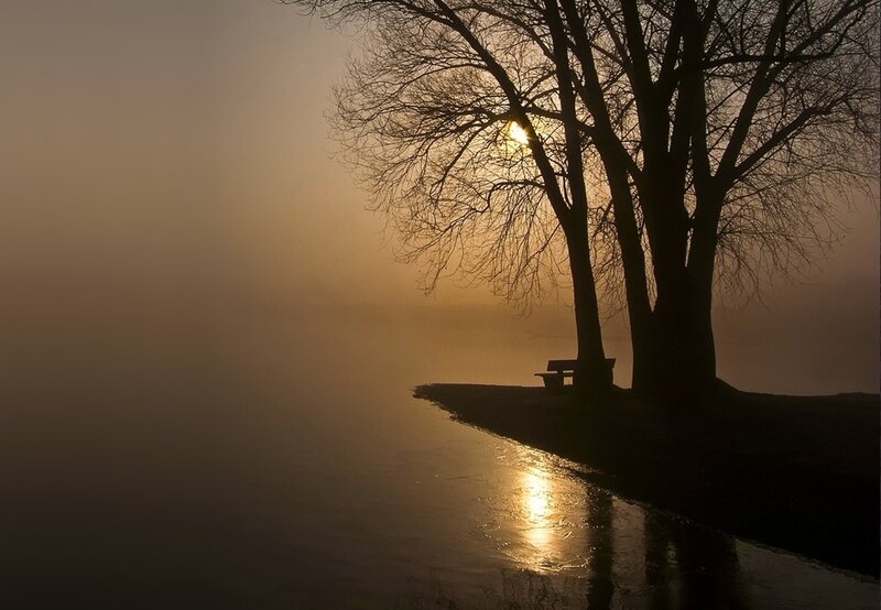 Silhouette of Bench and Trees — Brown