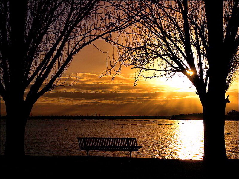 Silhouette of Bench and Trees
