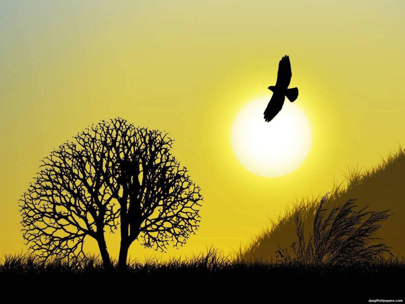 Silhouette of bird and tree at sunset