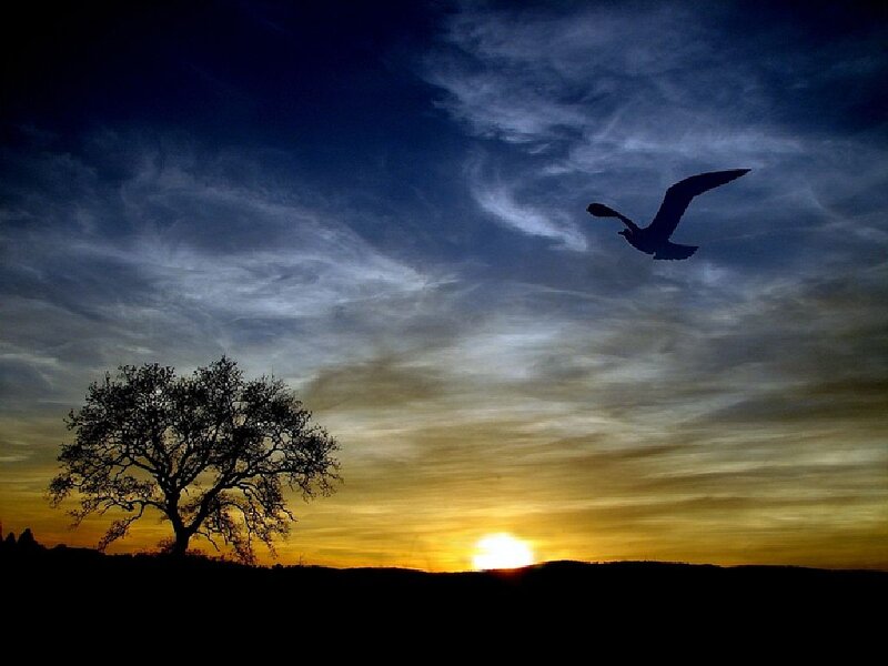 Silhouette of Bird and Tree — Blue