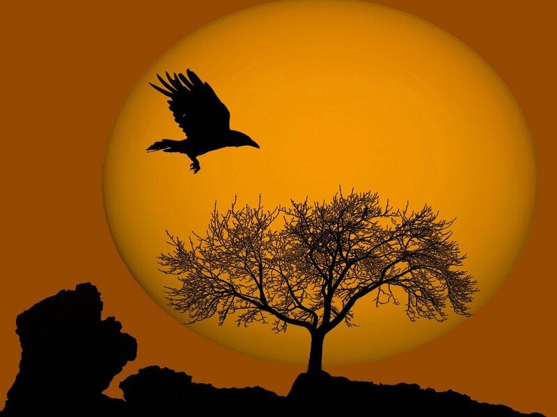 Silhouette of Bird and Tree — Orange, Dramatic