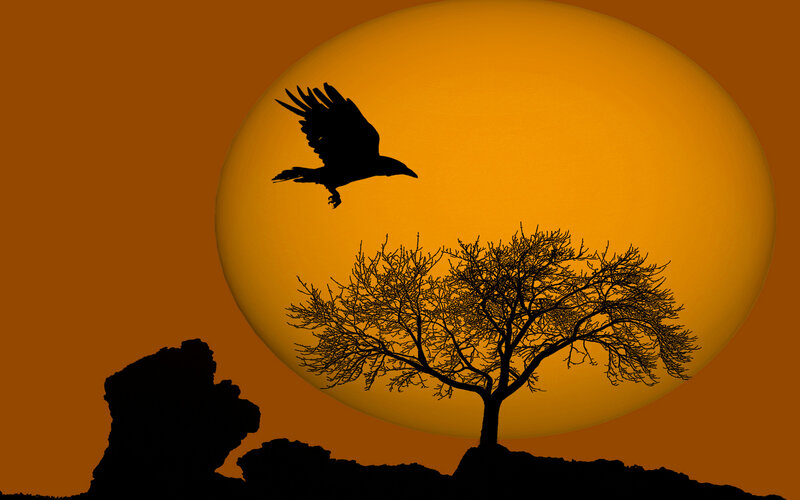 Silhouette of Bird and Tree — Orange