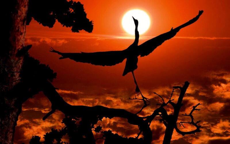 Silhouette of bird at sunset